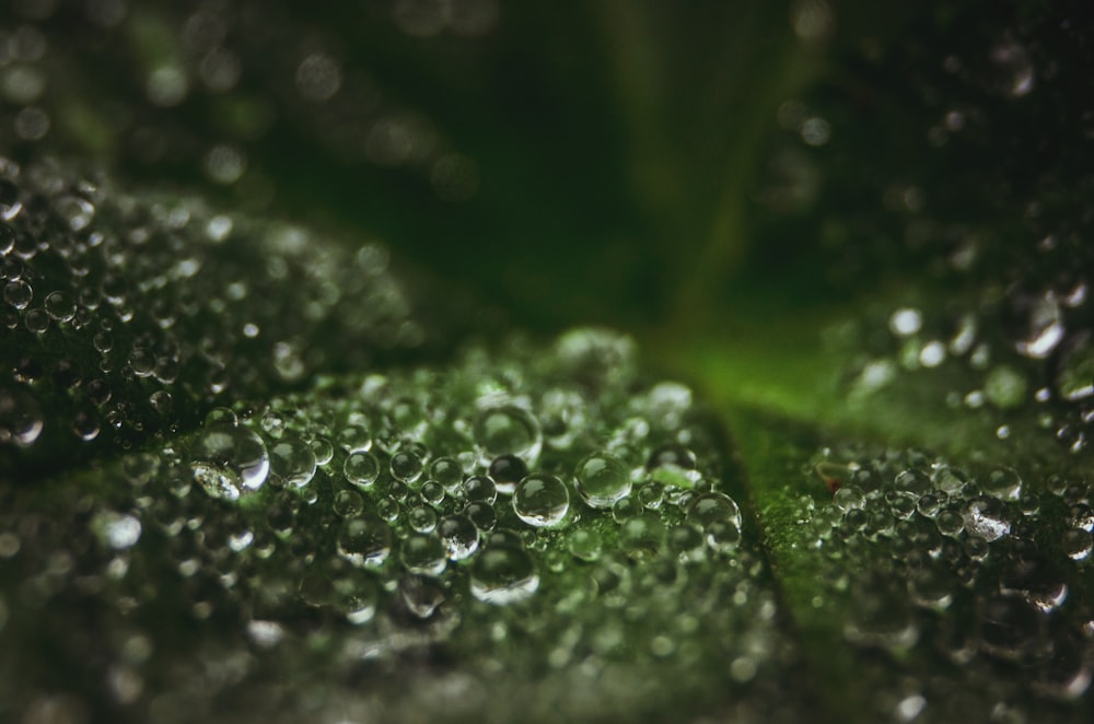 macrophotograph of water dew on green leaf
