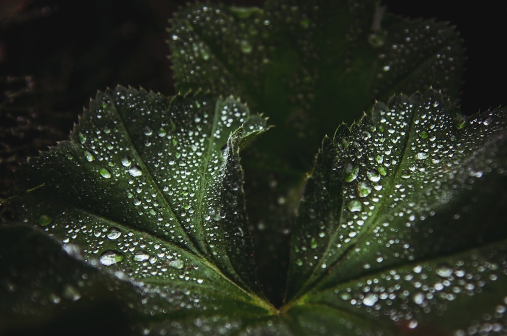 macro shot photo of green leaf with water droplets