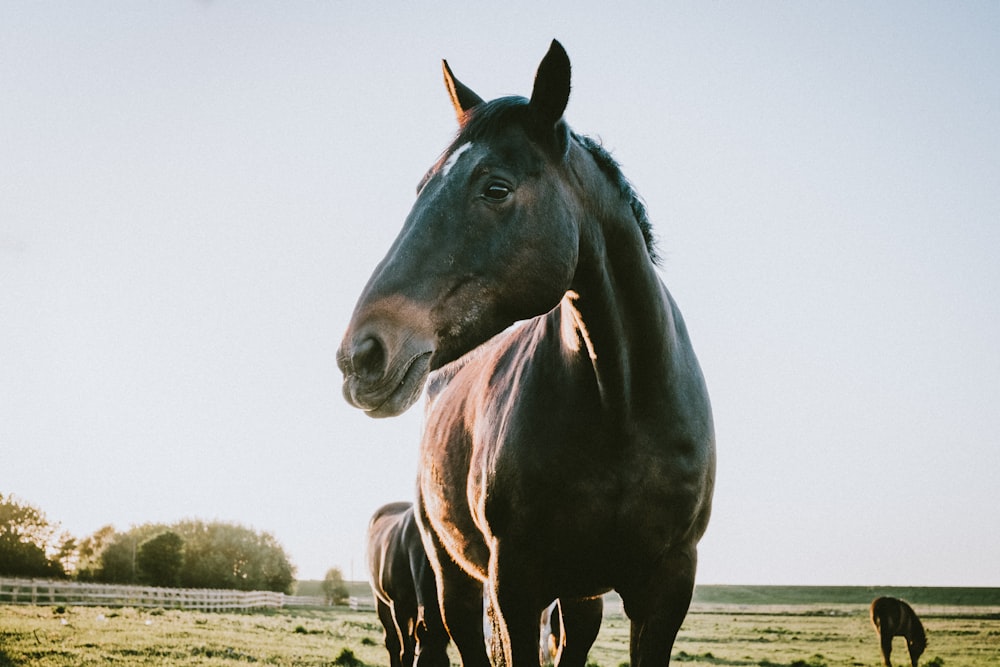 black horse on grass field