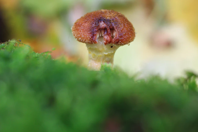 Close-up of a vibrant, freshly picked shiitake mushroom nestled on moss.
