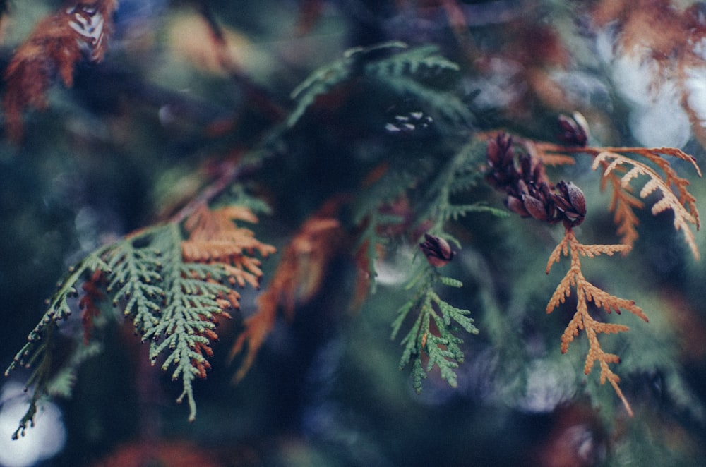 fotografia de foco seletivo plantas de folhas verdes e marrons