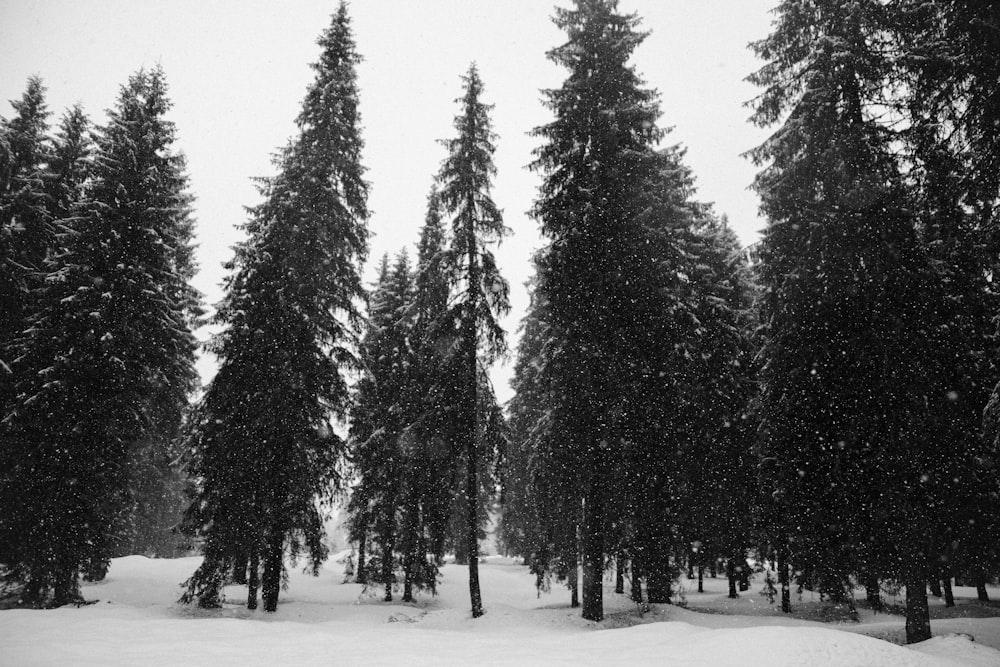 Floresta coberta por neve