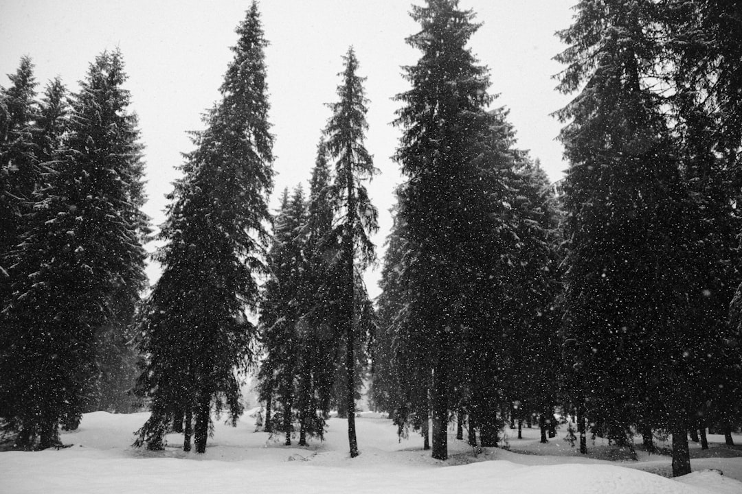 forest covered by snow