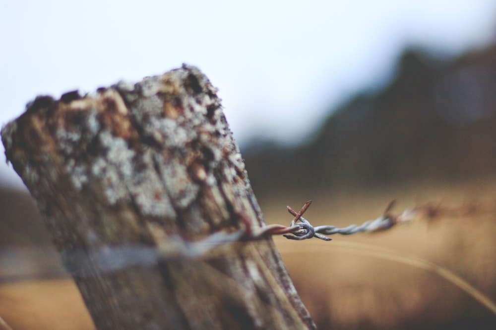 selective focus photo of barbwire