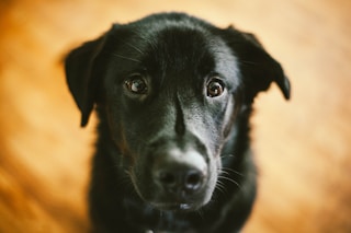 short-coated black dog