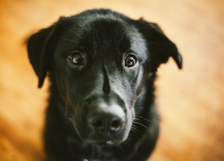 short-coated black dog