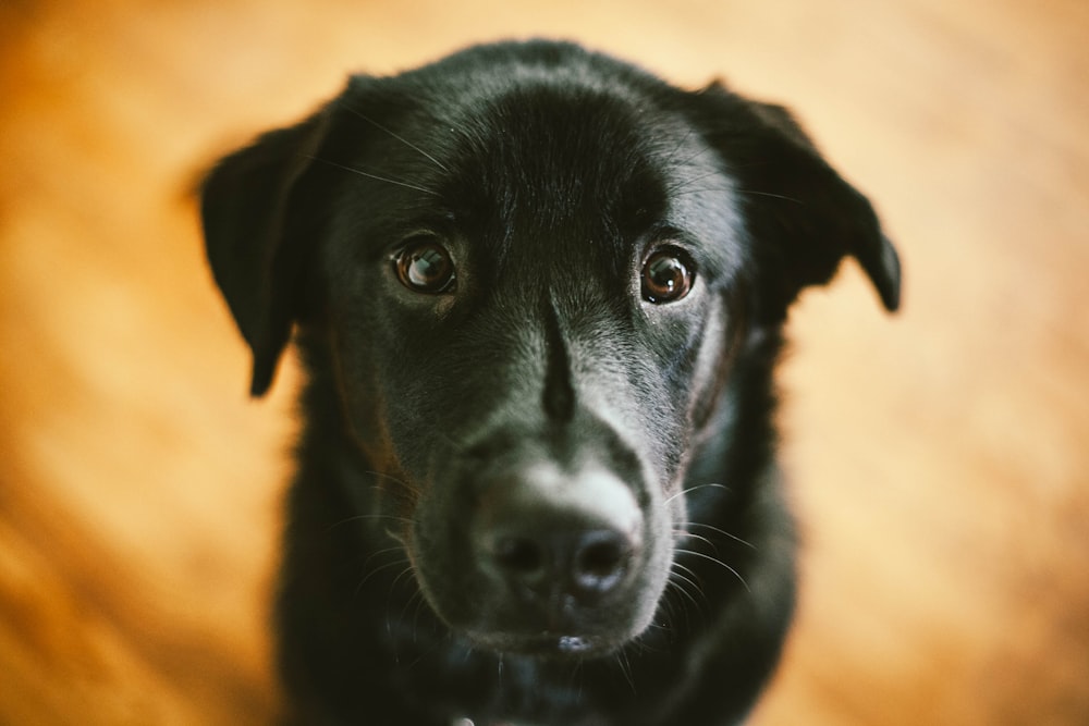 short-coated black dog