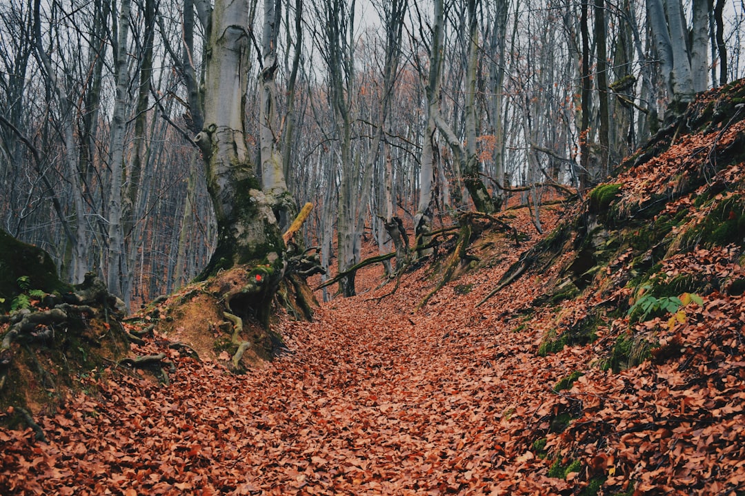 Forest photo spot Cetatea Blidaru Retezat Mountains