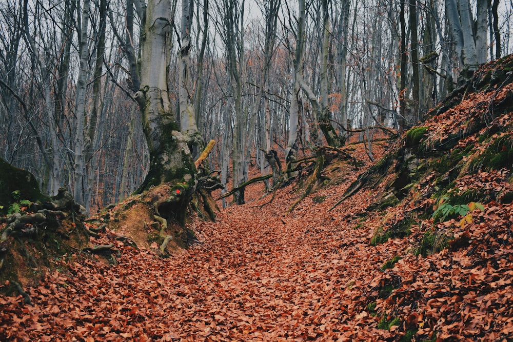 walkway covered with dried leaves