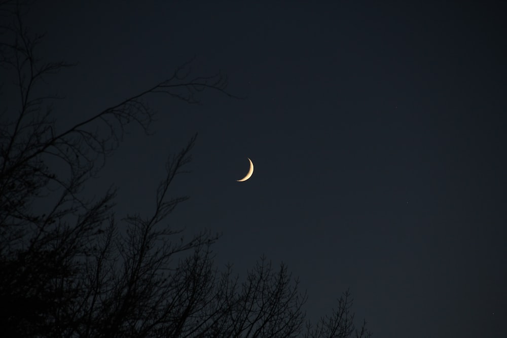 bared trees under moon