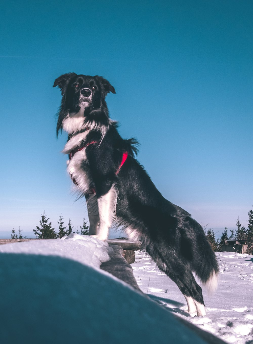 long-coated black and white dog standing in snow field