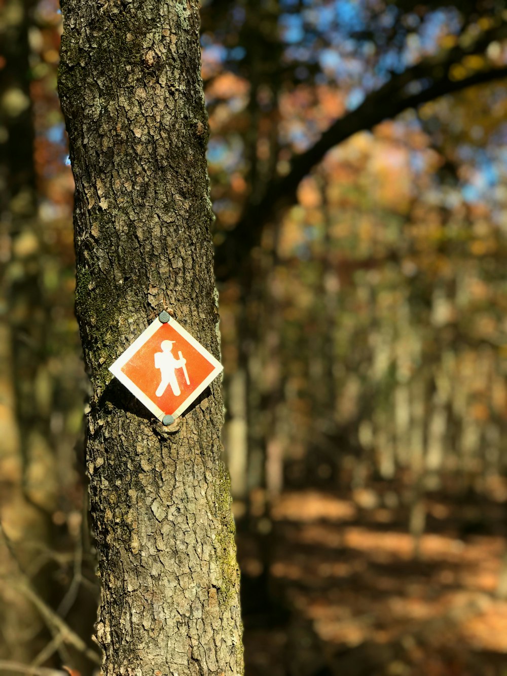 segnaletica sul tronco d'albero