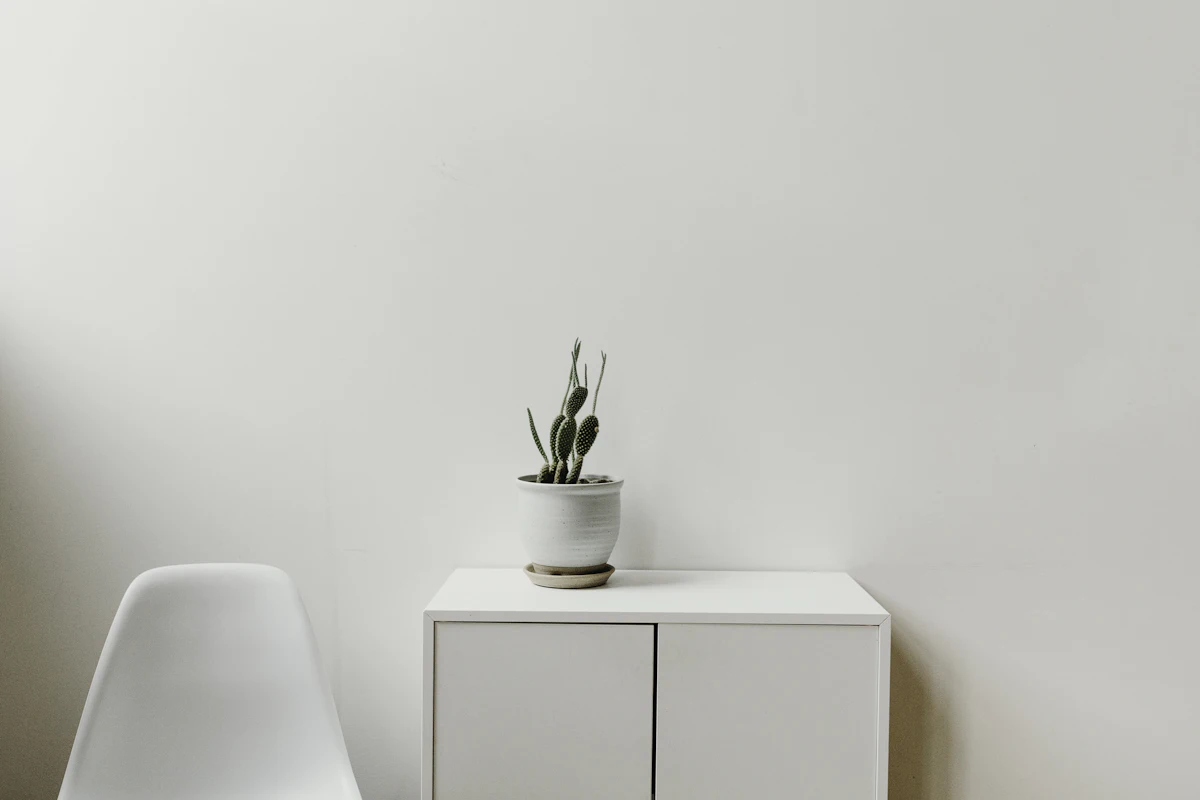 A green plant on a pale cabinet in soft indoor light
