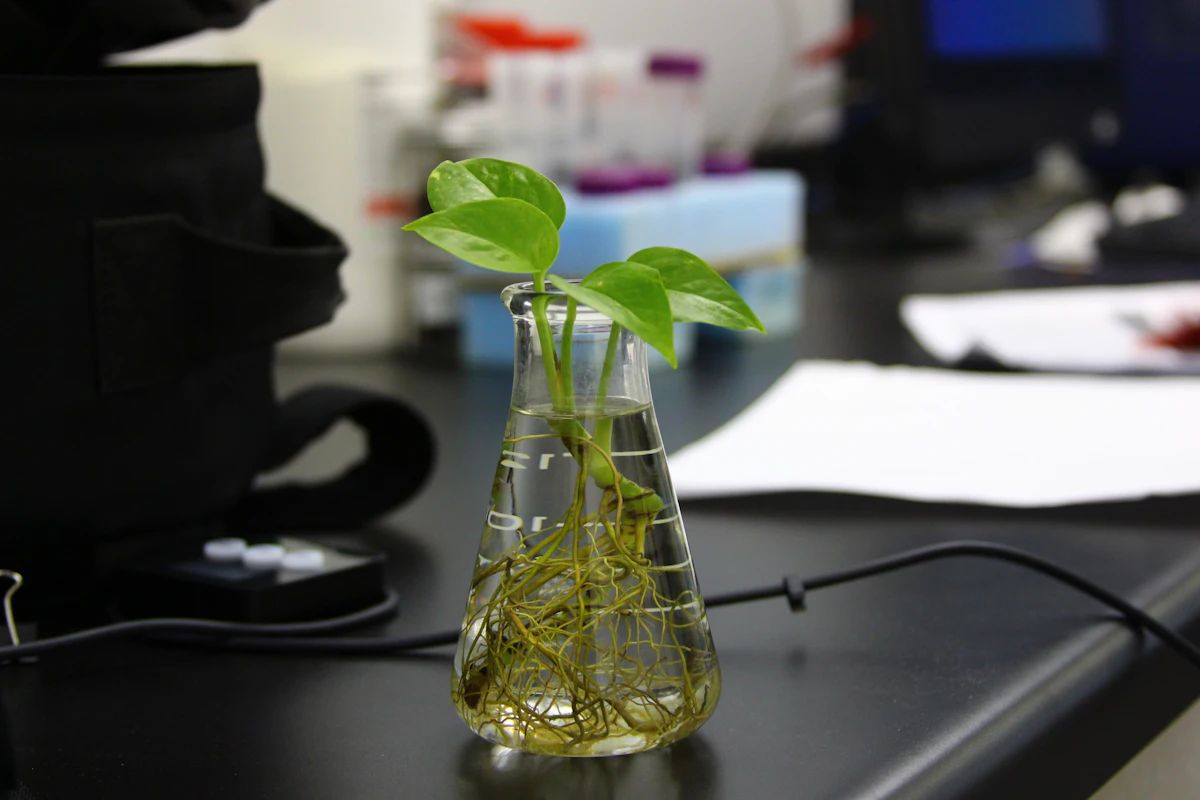 Plantlet in a laboratory flask