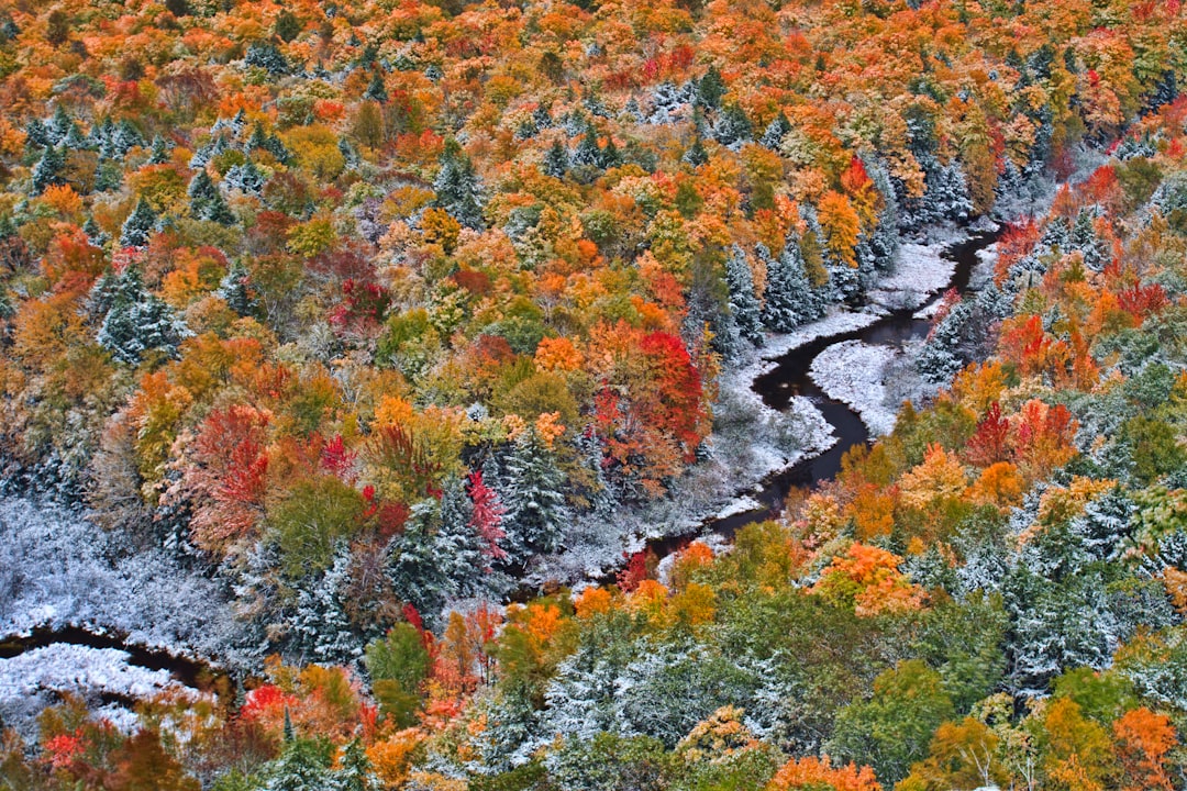 photo of Silver City Temperate broadleaf and mixed forest near Ontonagon