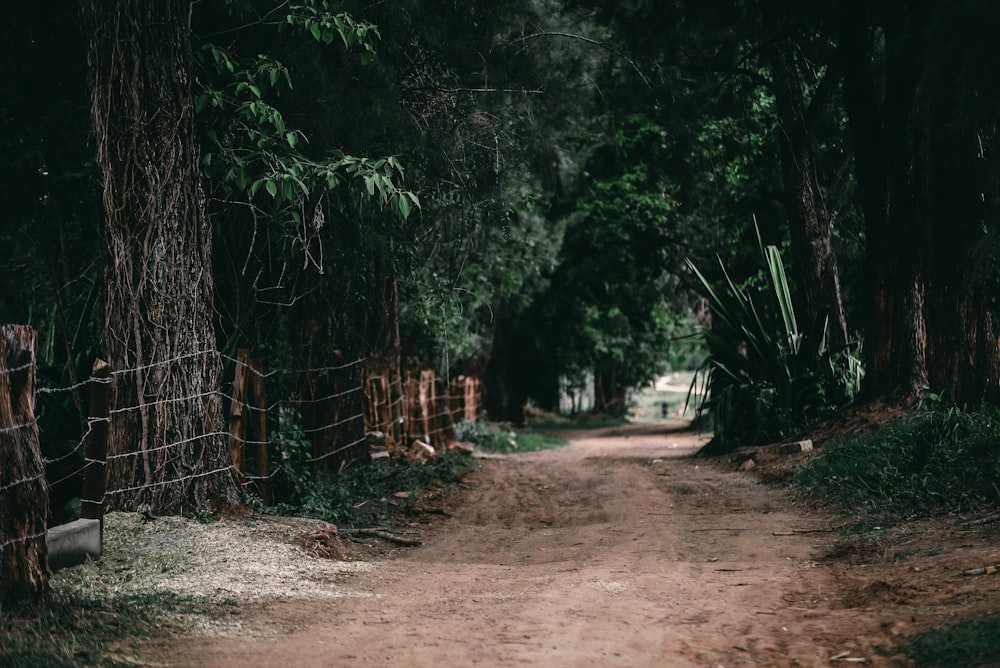 brown dirt road between of forest trees