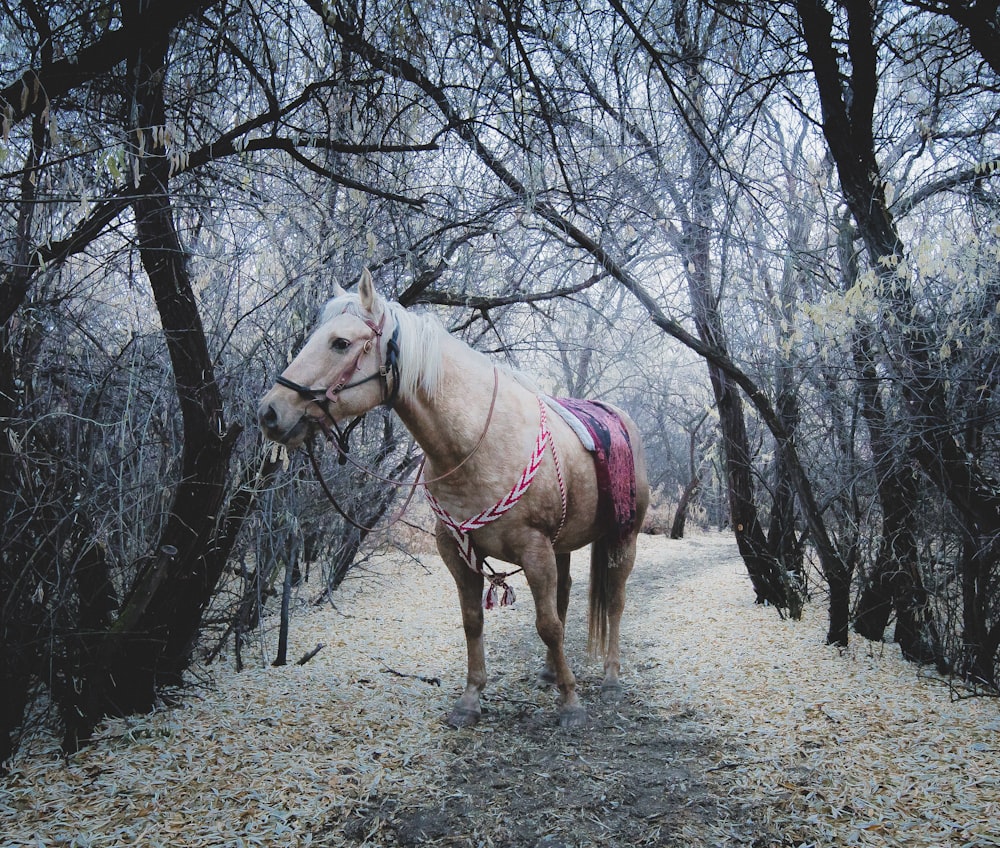 white horse standing between trees during daytime