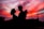 silhouette of man and woman facing each other during golden hour