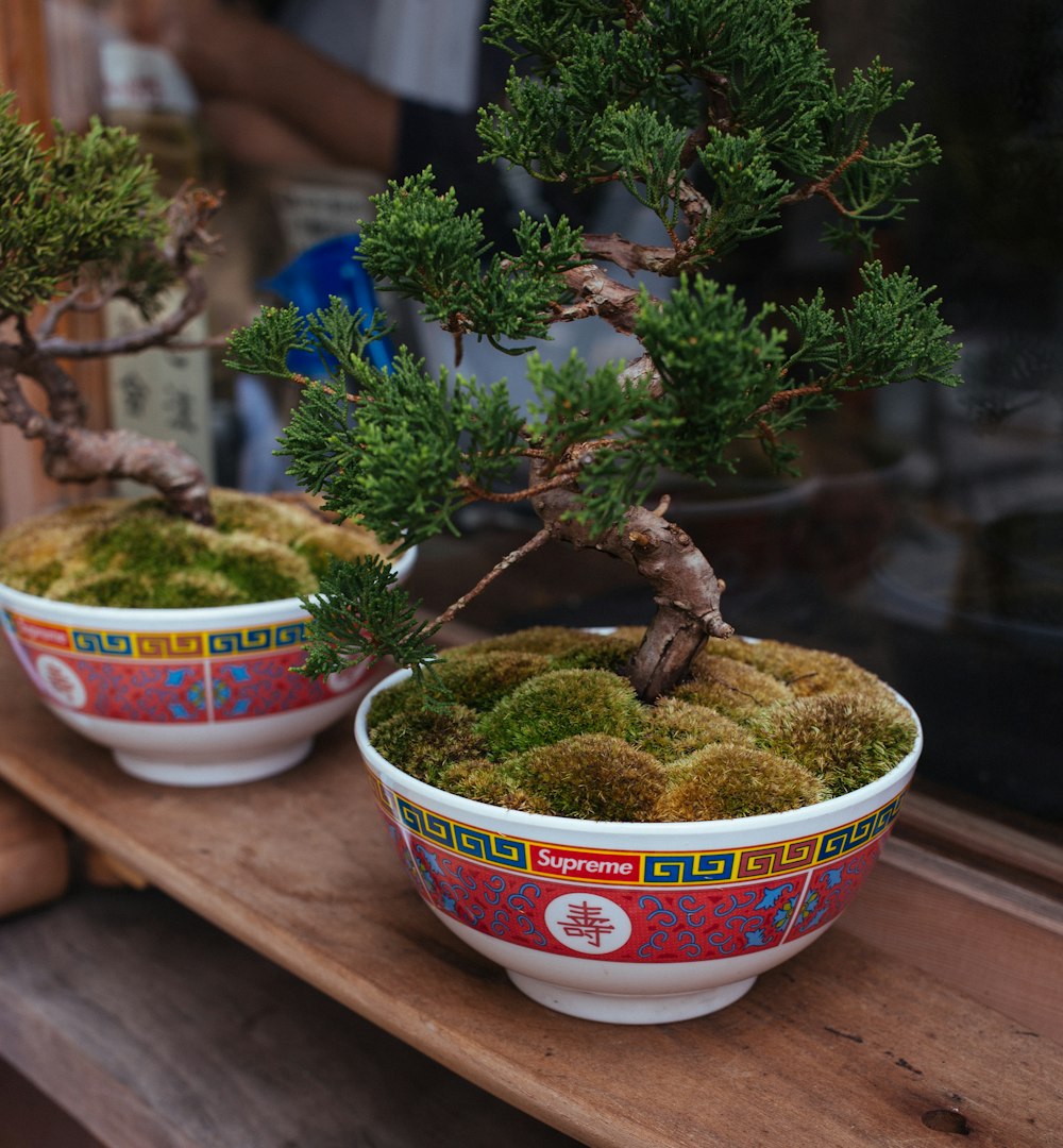 two assorted bonsai