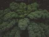 A minimalist depiction of a bunch of fresh green kale leaves with soft shadows.