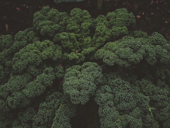 A lush, dense cluster of dark green curly kale leaves with intricate, textured patterns. The leaves are vibrant and healthy, suggesting a thriving plant. The background is subtly blurred, emphasizing the vividness of the kale.