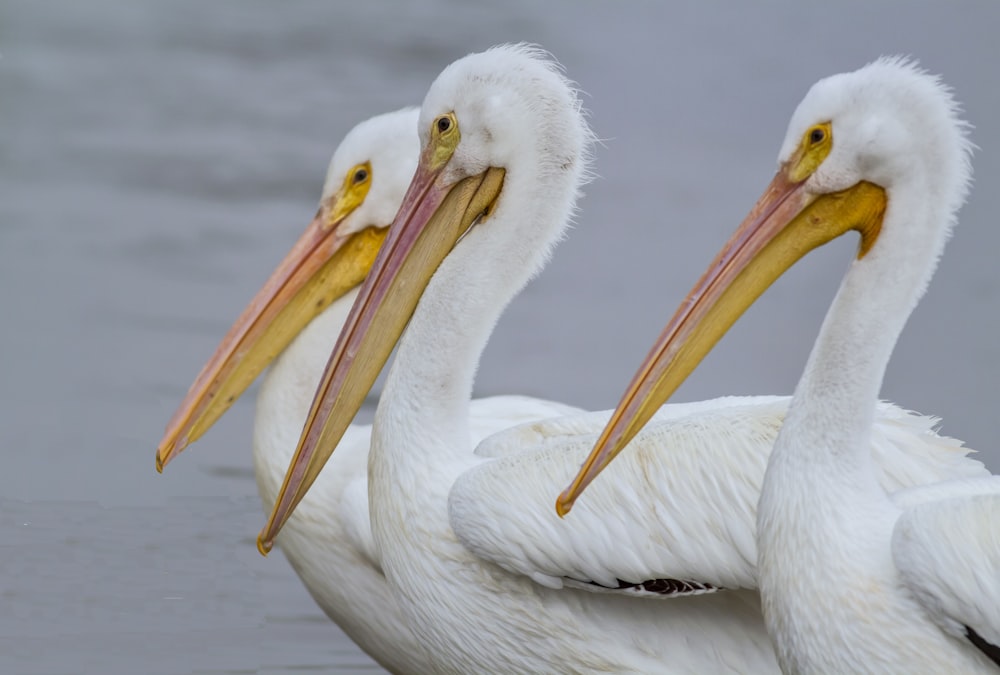 tres pájaros blancos nadando en un cuerpo de agua