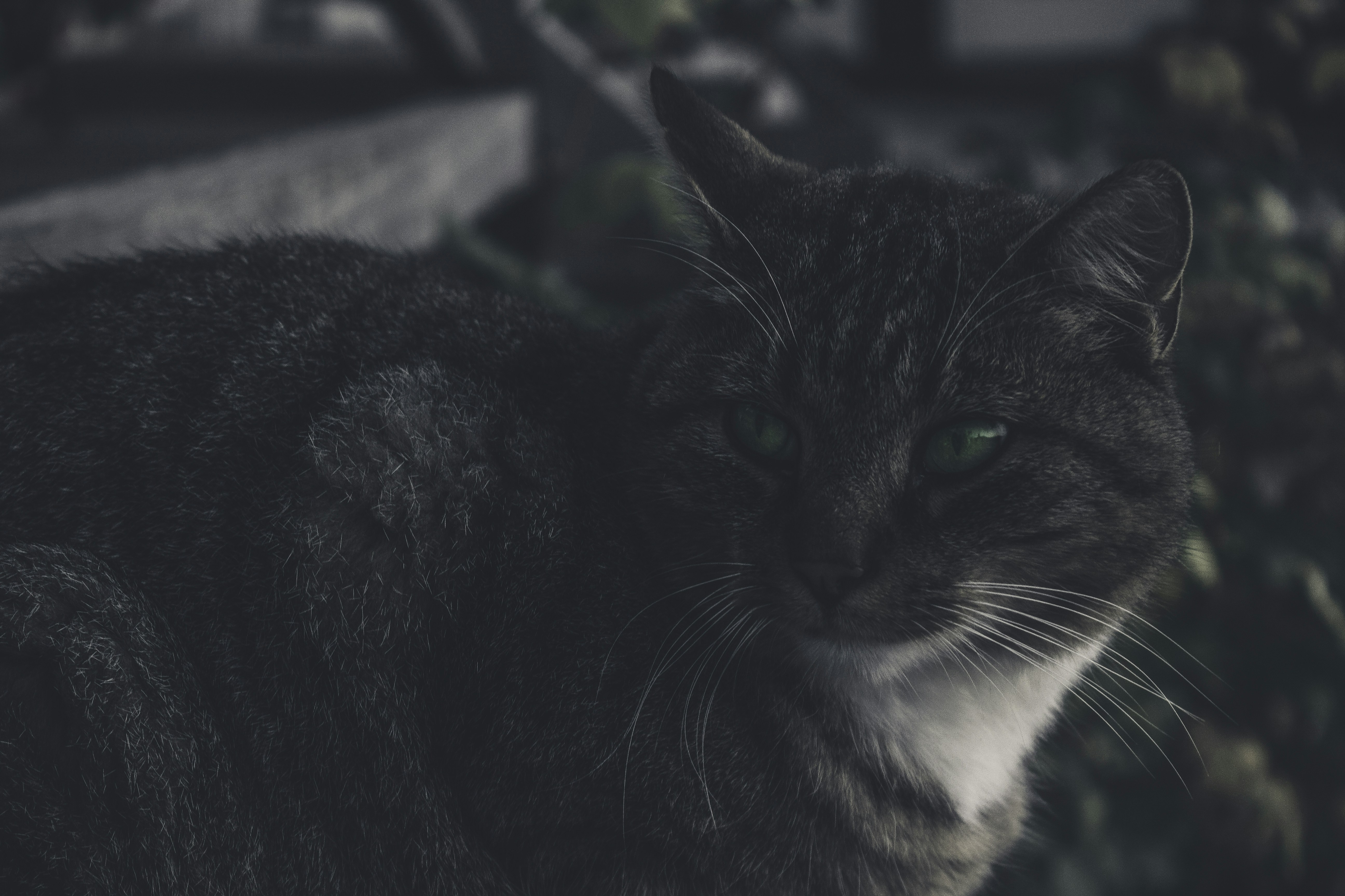 Descubra o Encanto do Gato Lobisomem: A Raça Misteriosa do Mundo Pet