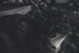 A dark-colored cat with striking green eyes sits, partially in shadow, creating a mysterious and moody atmosphere. Its fur appears soft and slightly tousled, with a mix of gray and white tones. The cat gazes intently, suggesting a sense of calm and introspection. The background is blurred, featuring vague hints of greenery.
