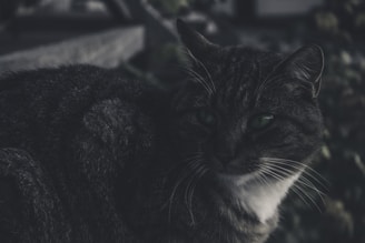 A dark-colored cat with striking green eyes sits, partially in shadow, creating a mysterious and moody atmosphere. Its fur appears soft and slightly tousled, with a mix of gray and white tones. The cat gazes intently, suggesting a sense of calm and introspection. The background is blurred, featuring vague hints of greenery.