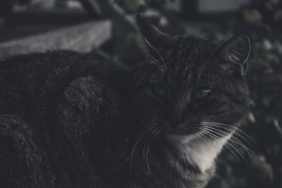 A dark-colored cat with striking green eyes sits, partially in shadow, creating a mysterious and moody atmosphere. Its fur appears soft and slightly tousled, with a mix of gray and white tones. The cat gazes intently, suggesting a sense of calm and introspection. The background is blurred, featuring vague hints of greenery.