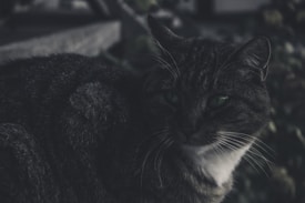 A dark-colored cat with striking green eyes sits, partially in shadow, creating a mysterious and moody atmosphere. Its fur appears soft and slightly tousled, with a mix of gray and white tones. The cat gazes intently, suggesting a sense of calm and introspection. The background is blurred, featuring vague hints of greenery.