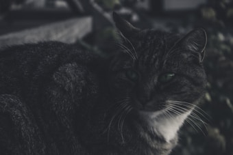 A dark-colored cat with striking green eyes sits, partially in shadow, creating a mysterious and moody atmosphere. Its fur appears soft and slightly tousled, with a mix of gray and white tones. The cat gazes intently, suggesting a sense of calm and introspection. The background is blurred, featuring vague hints of greenery.