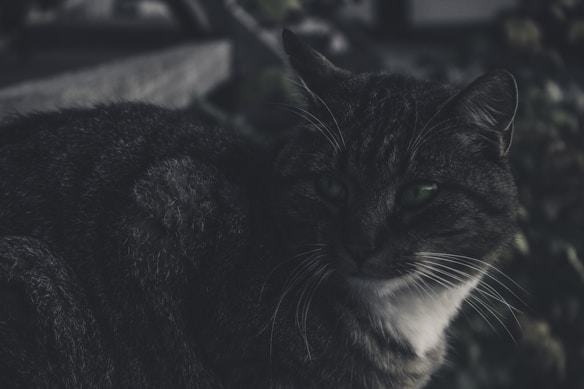 Photo 1511416459076 7661c00338ef?q=85&w=584&h=438&fit=crop