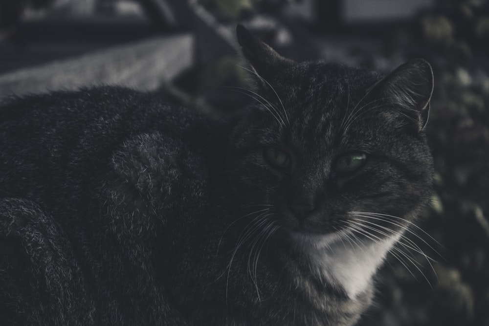 gray tabby cat closeup photography