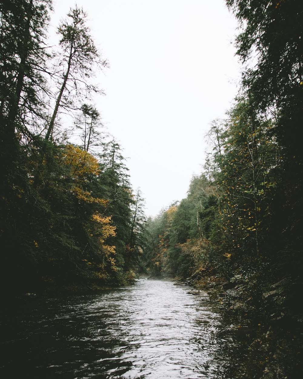 Photographie de plans d’eau et de forêts