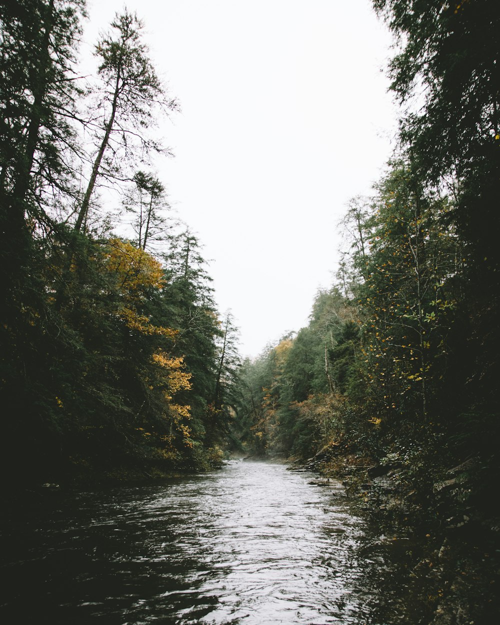 body of water and forest photography