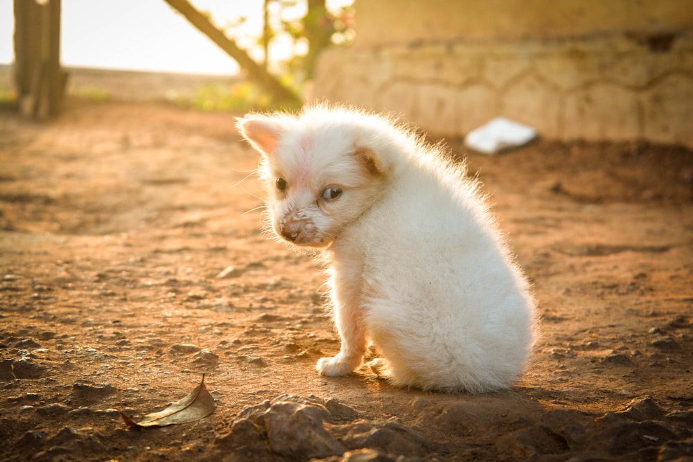 white animal