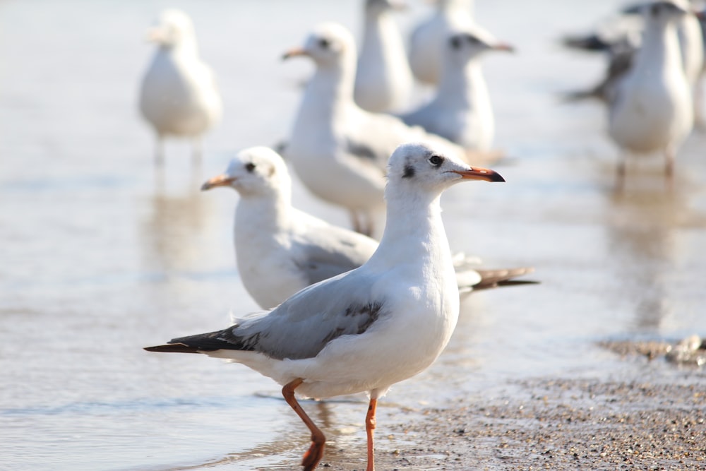 flock of white seagulls on body of water