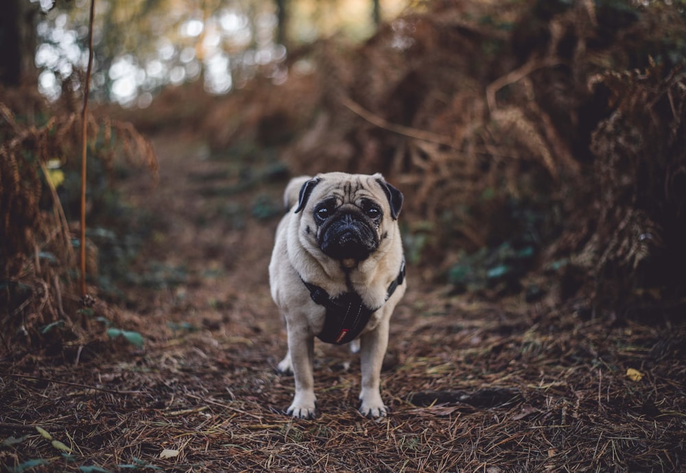 fawn pug standing between of bushes