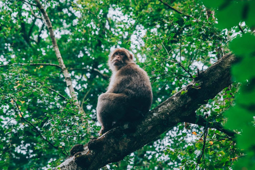 monkey on tree branch