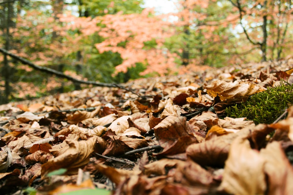 focused photo of withered leaves