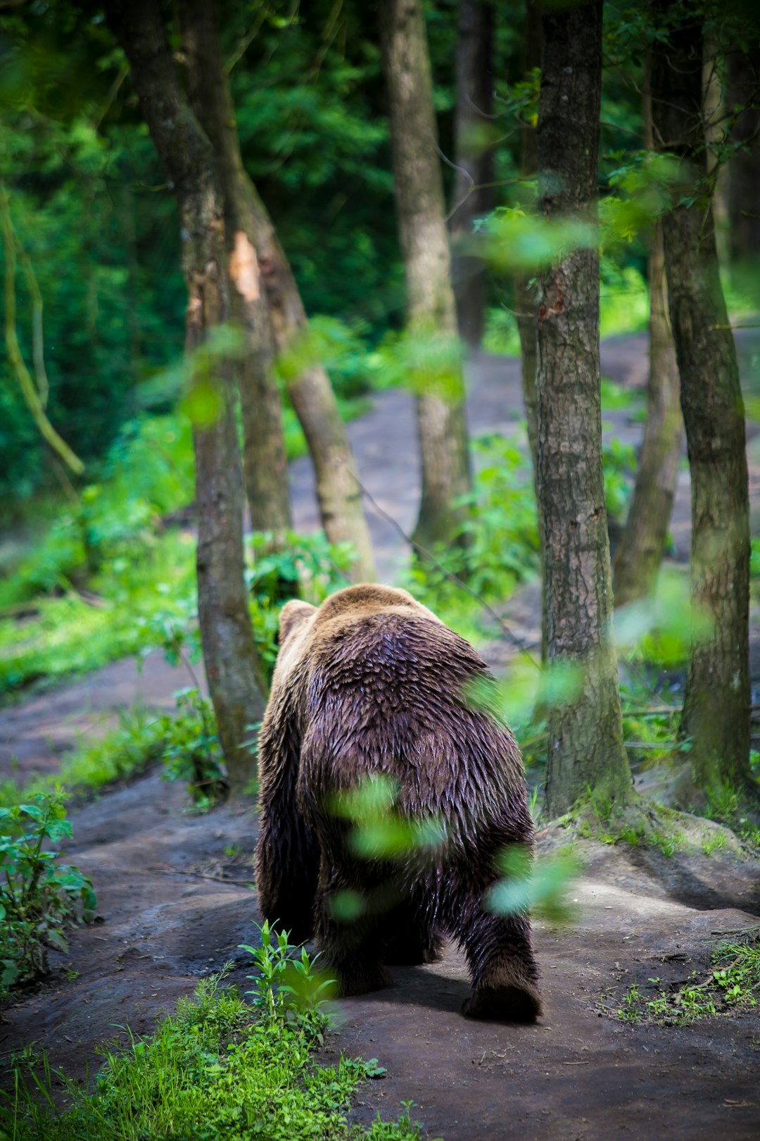 travelers stories about Old-growth forest in Olmense Zoo, Belgium