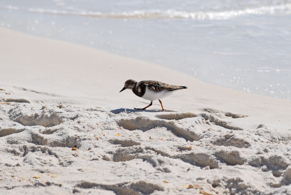 brown bird on shoreline