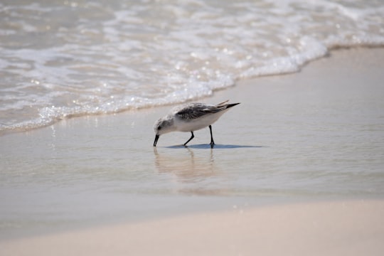 seagull on the shore in Panama City Beach United States