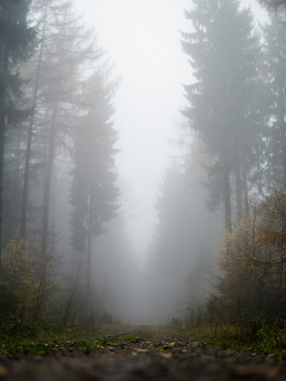 forest is covered with fog during daytime