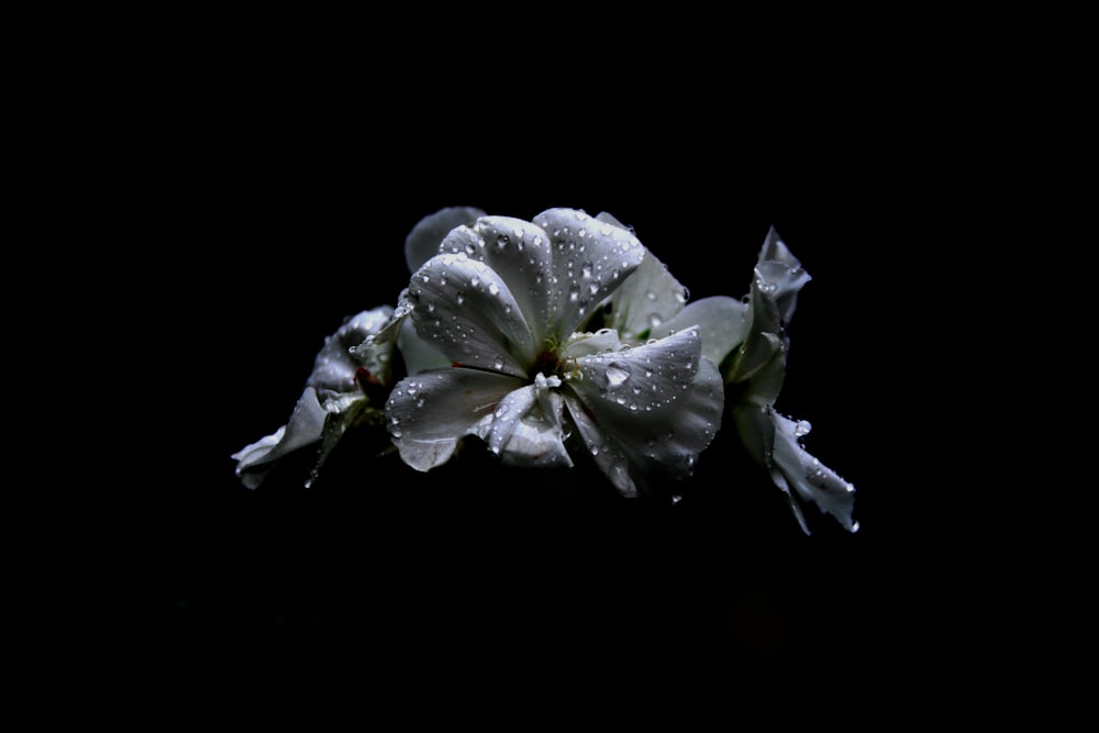 Makrofotografie einer blütenblattförmigen Blume mit Wassertau