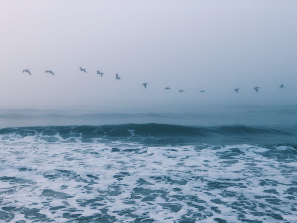 flock of birds above ocean at daytime