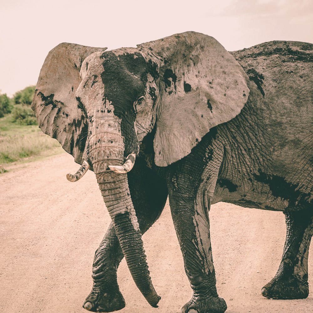 elefante preto e cinza em pé na estrada