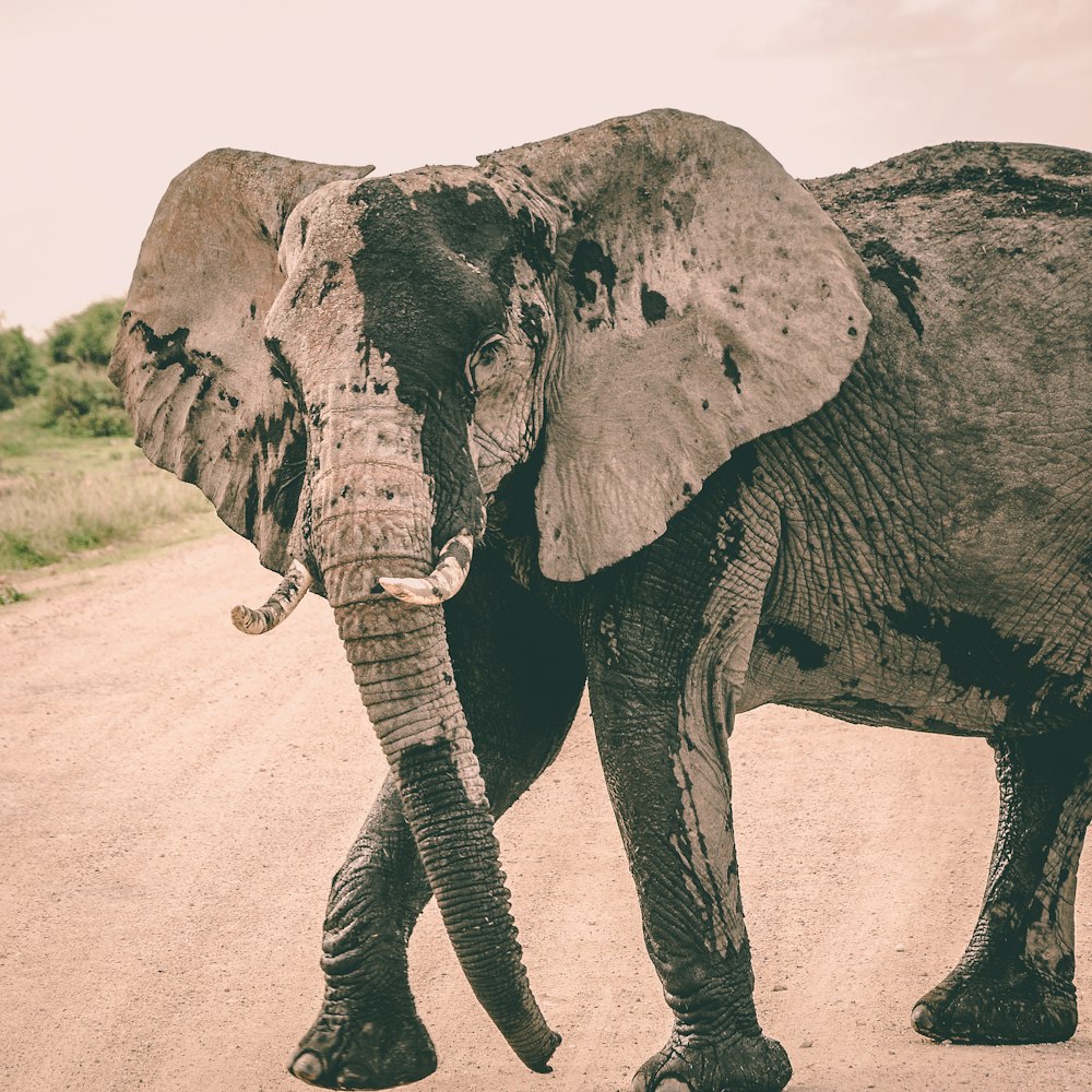 elefante negro y gris de pie en el camino