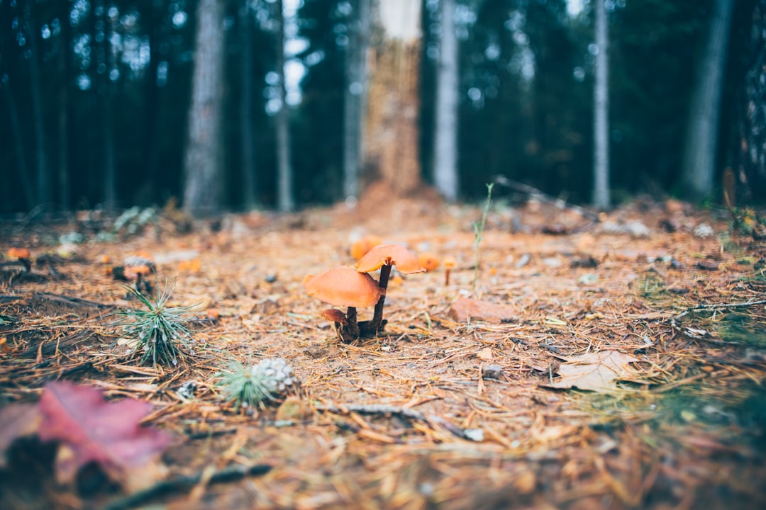 selective focus photography of brown mushroom